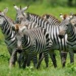 zebra image