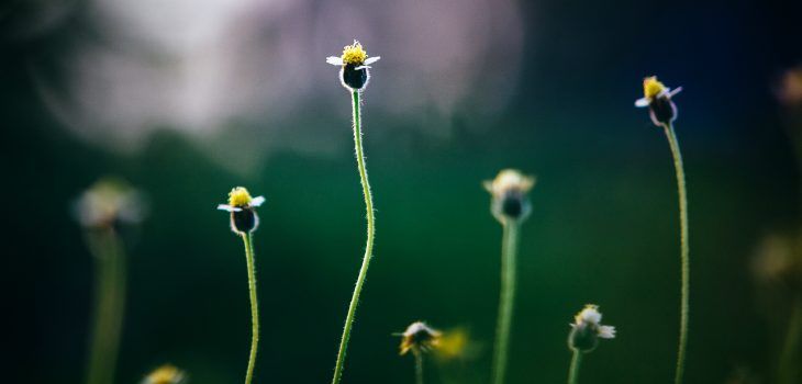 Growth